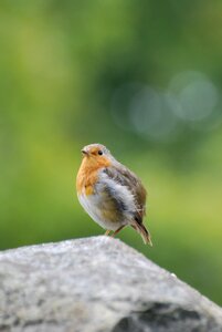 Nature bird green rock