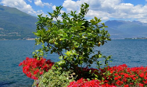 Fruit vitamins nature