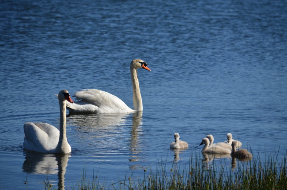 Marshes dacova family