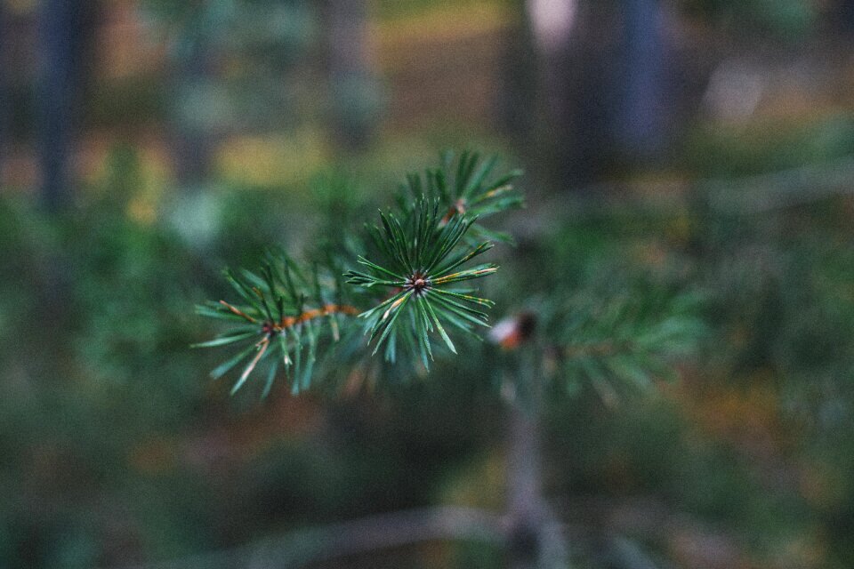 Landscape branch evergreen