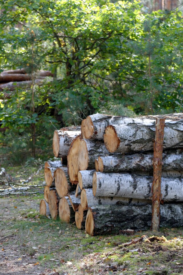 Tree forest slice