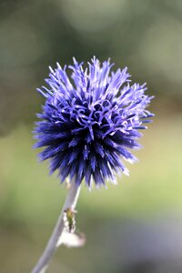 Blue thistle composites photo