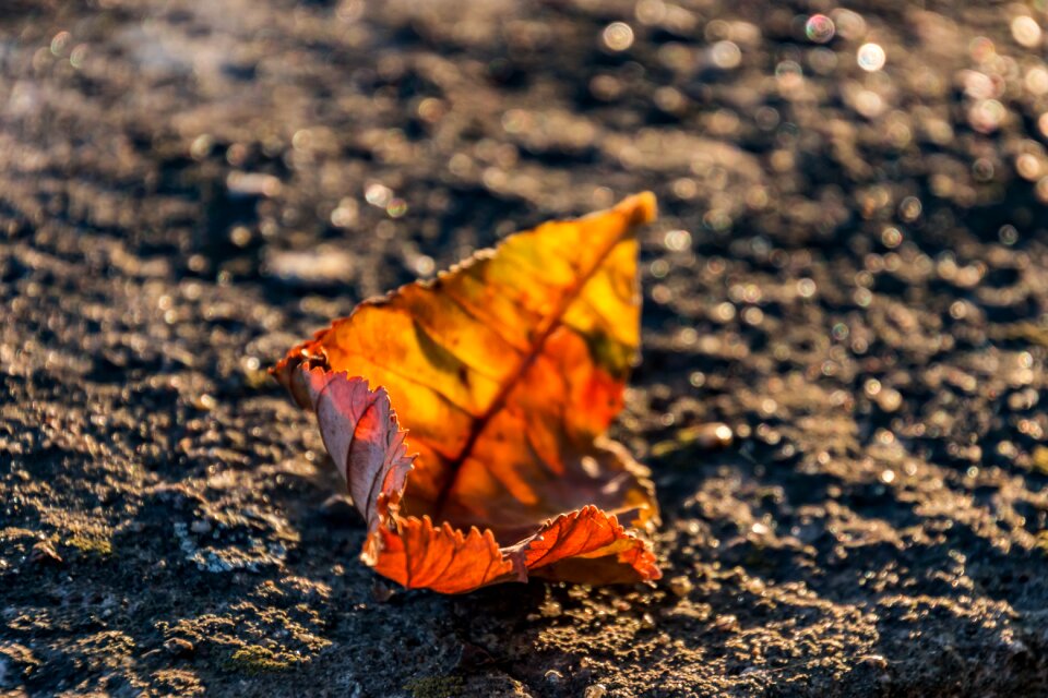 Leaves fall foliage fall color