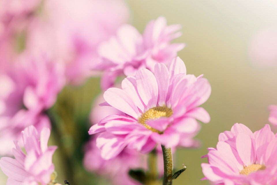 Blossom bloom petals