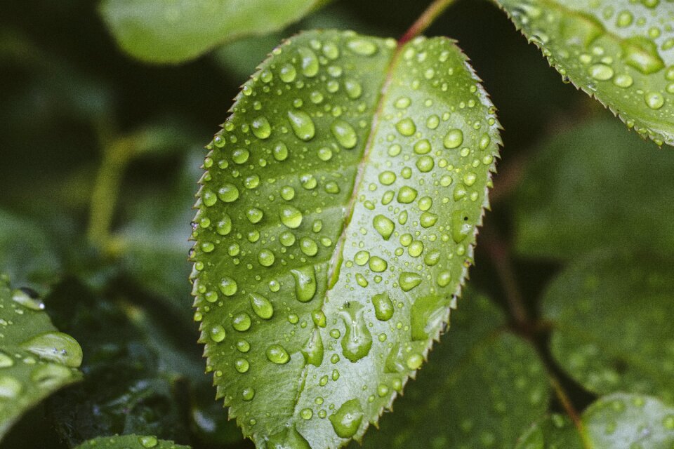 Drip plant close up