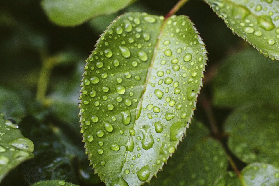 Drip plant close up photo