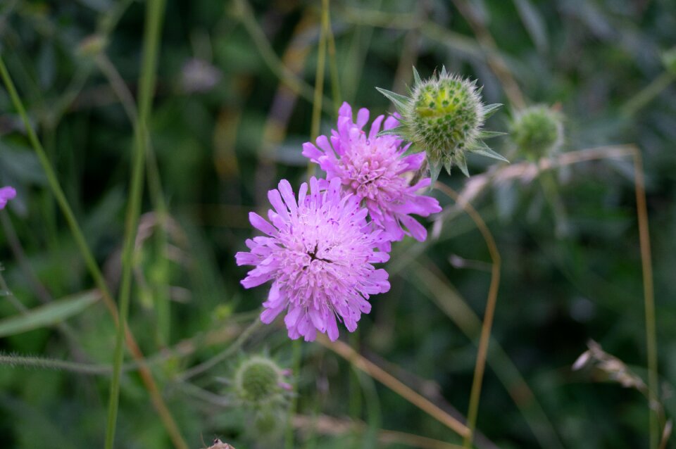Nature purple summer