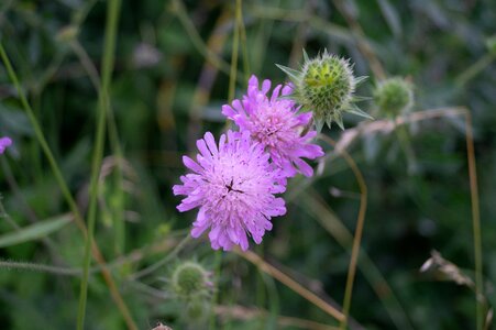 Nature purple summer photo