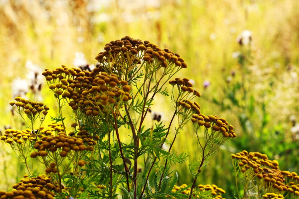 Summer nature bloom