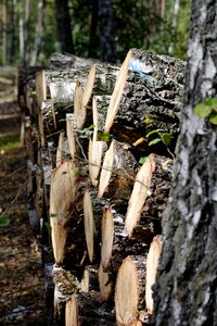 Tree forest slice photo