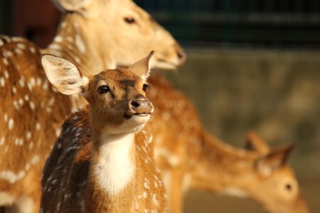 Fawn brown cute photo