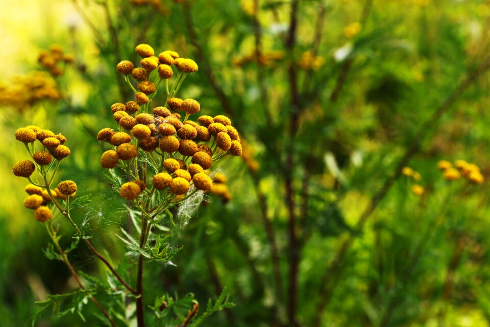 Summer nature bloom