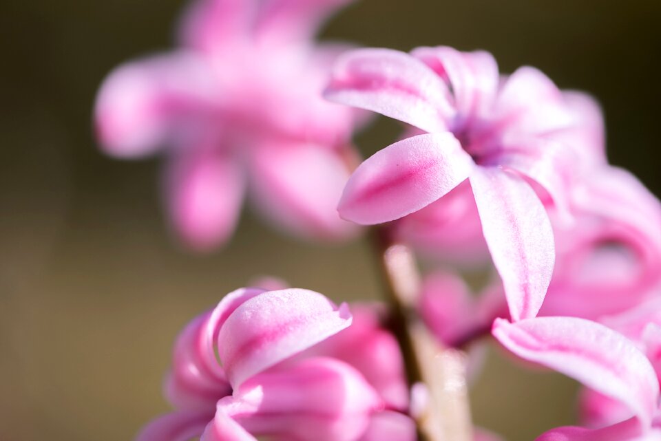 Flower pink flower blossom