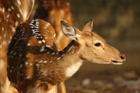 Animal fawn portrait