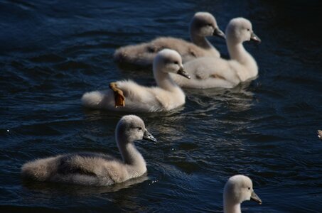 Swan chicks dacova photo