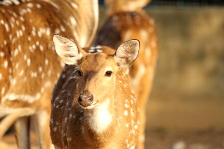 Fawn animal cute