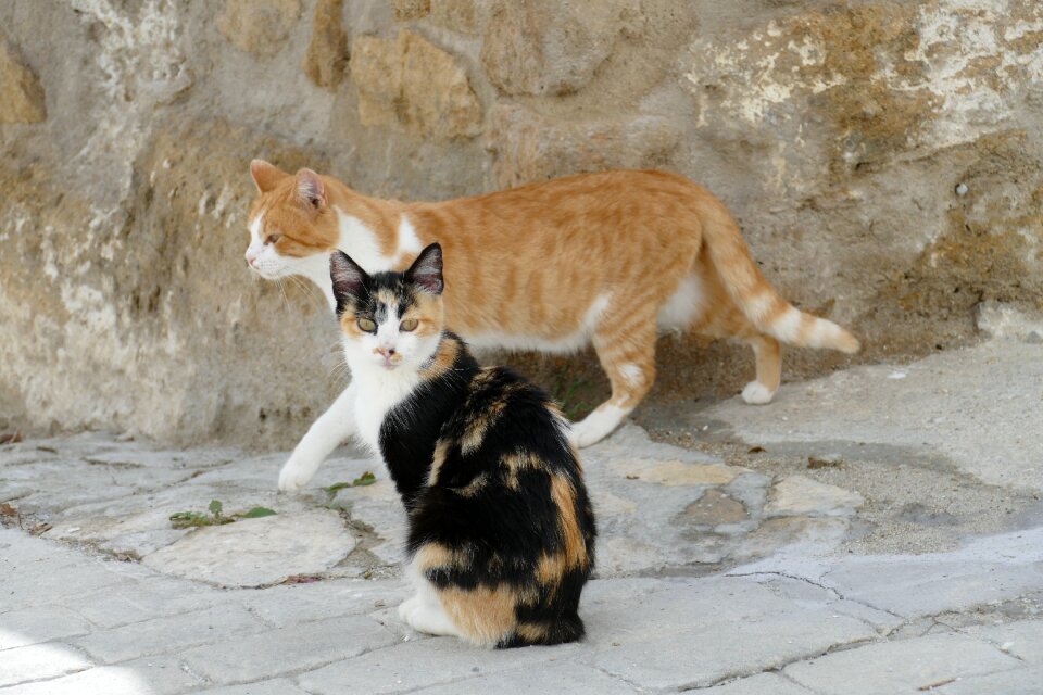 Mammal fauna duo