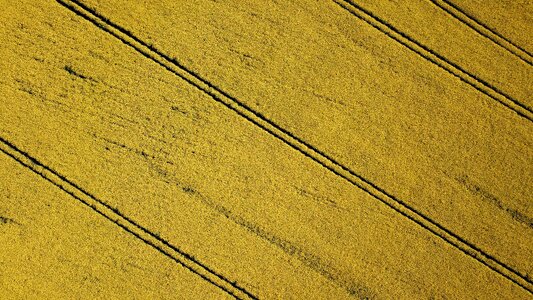 Rape seed field tram lines