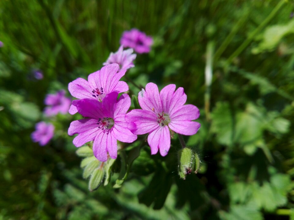 Garden summer petal