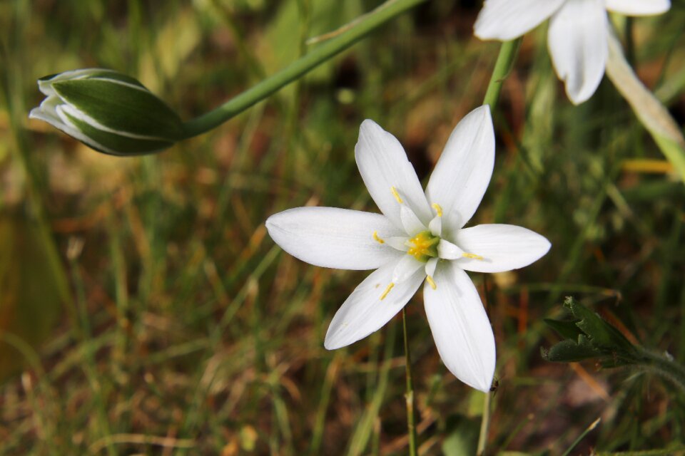 Flower blossom bud white photo