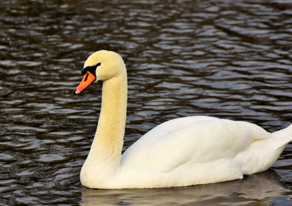 Pride white swan bird