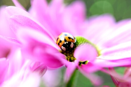 Flower beetle insect photo