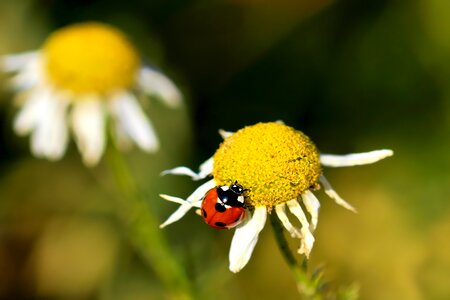 Flower beetle insect