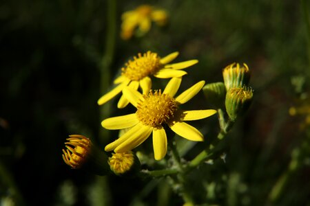 Yellow flower flower plant photo