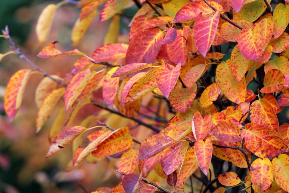 Fall colors fall foliage colorful