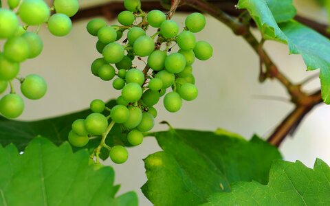 Fruit grapevine food