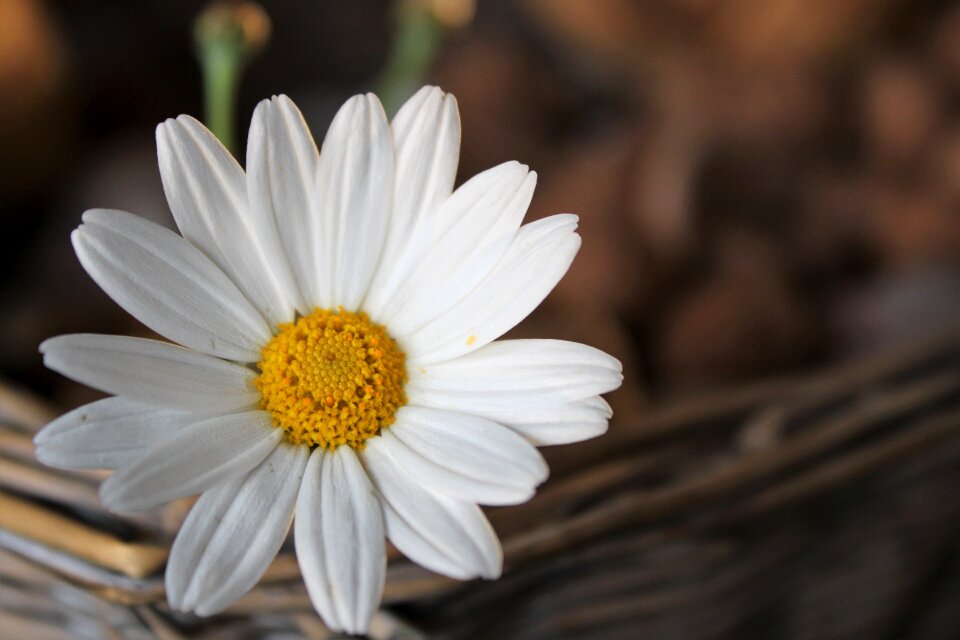 Nature white plant