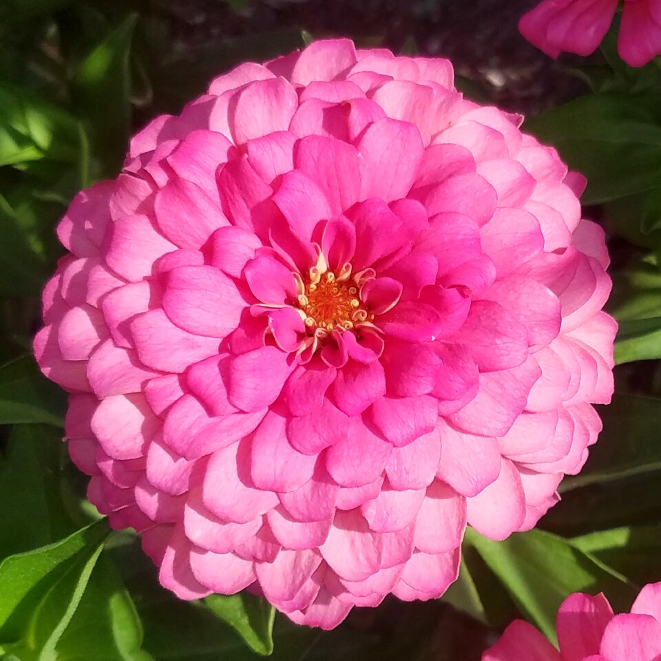 Nature summer garden