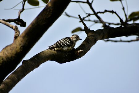 Wild birds woodpecker the game