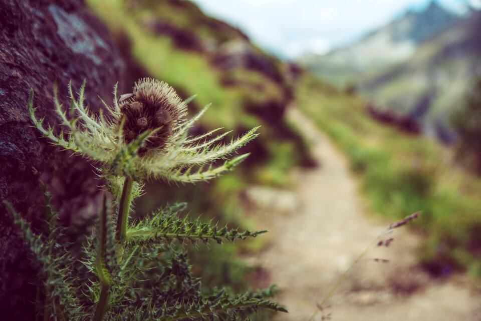 Mountains thistle silver thistle