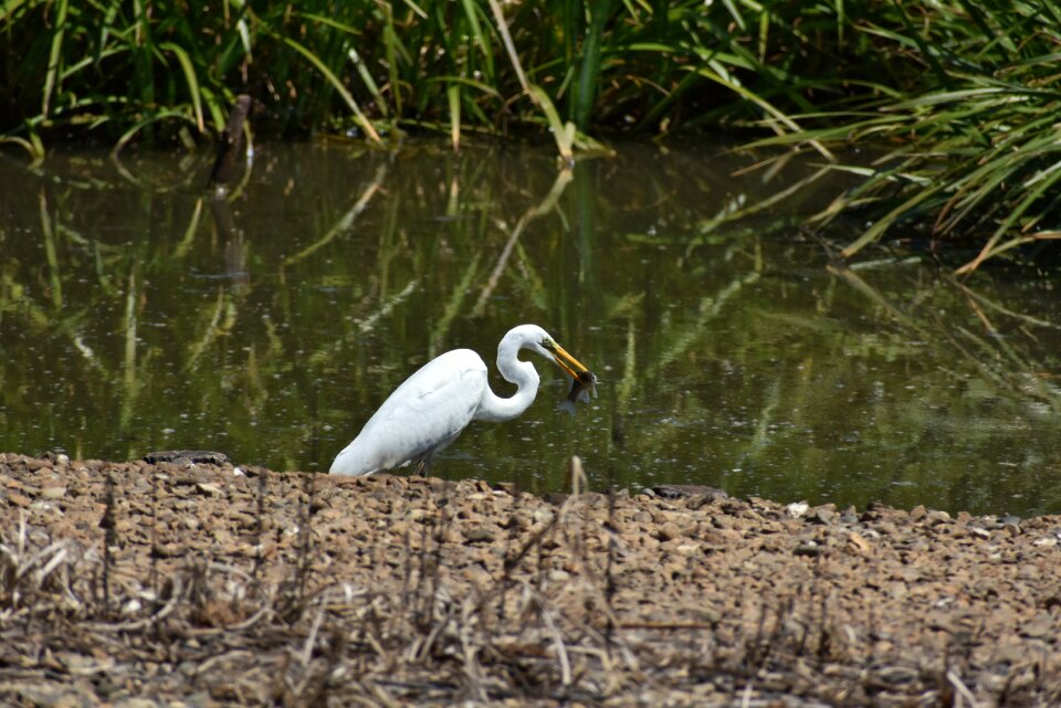 Bird wild birds heron