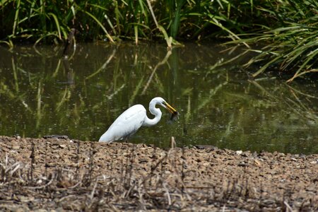 Bird wild birds heron