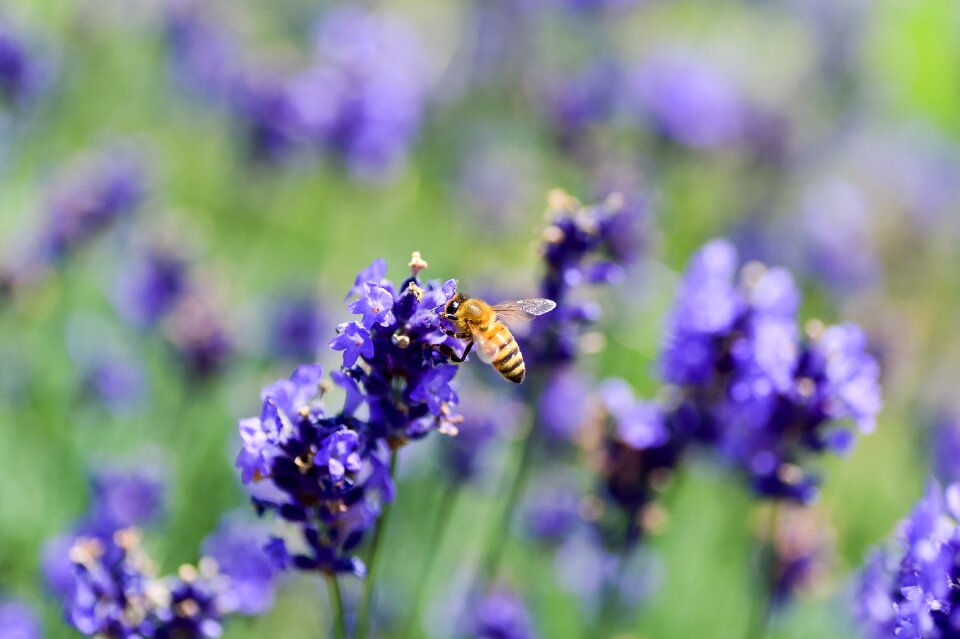 Lavender bee insect photo