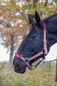 Horses harness horse head animal photo