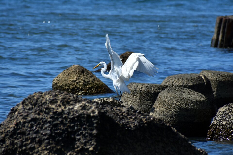 Waterside bird wild birds