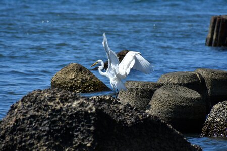 Waterside bird wild birds