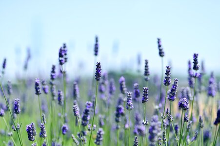 Landscape flower garden plant