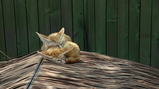 Cute nature zoo