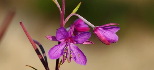 Meadow flower blossom