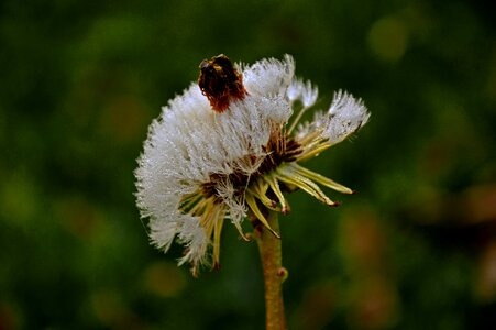 Dandelion weed grassland plants