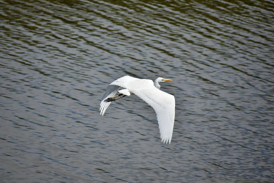 Bird wild birds heron