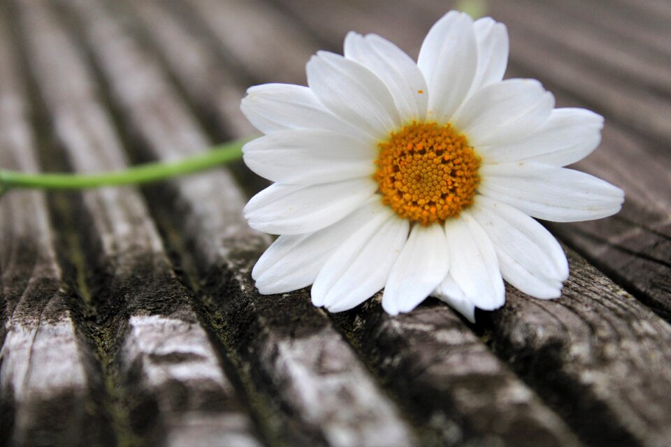 Blossom nature white