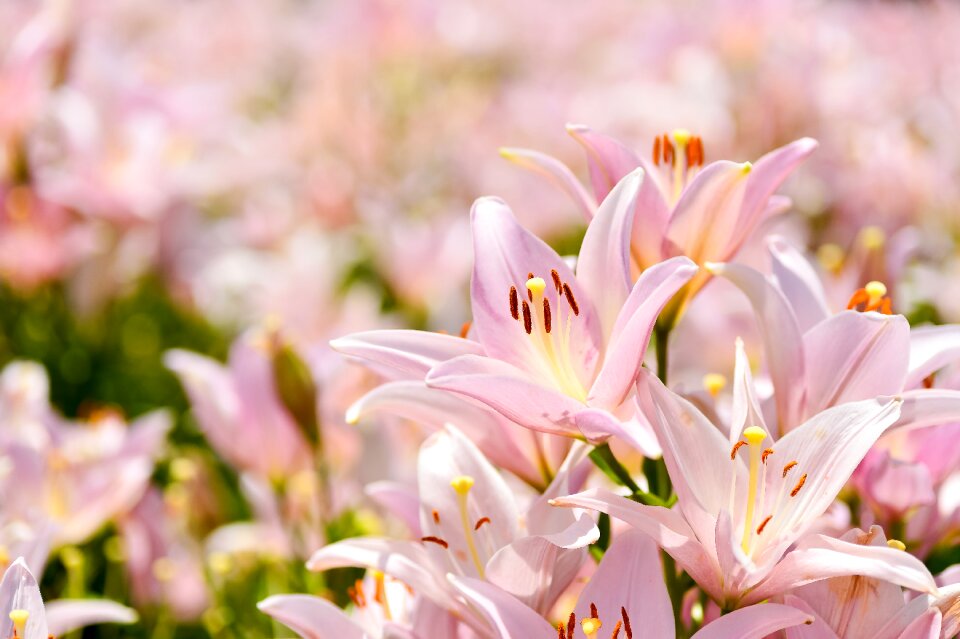 Flower garden yuri pink
