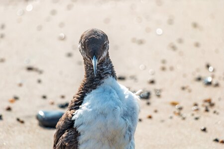 Nature animal sea photo