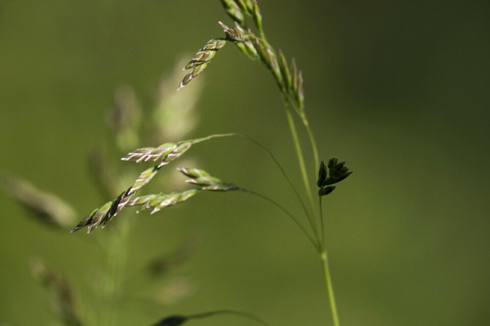 Growth no person green