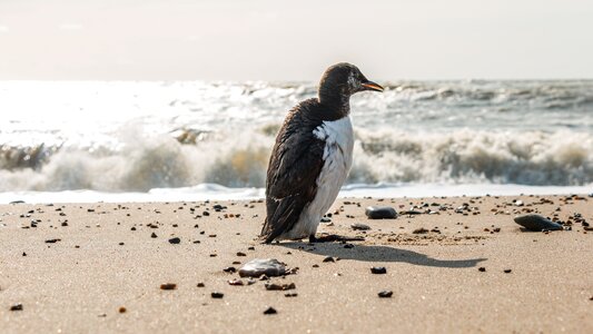 Nature animal sea photo